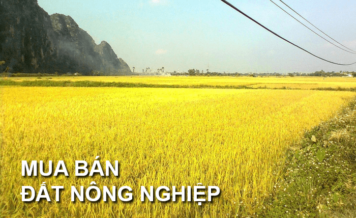 ai-duoc-mua-dat-nong-nghiep-le-phi-sang-ten-dat-nong-nghiep